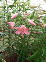 [4180 Mariachi VH No01.JPG]